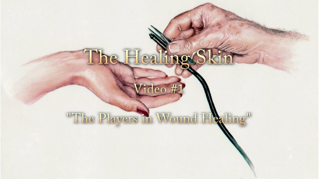 The Healing Skin - Part 1: cells that start the healing process