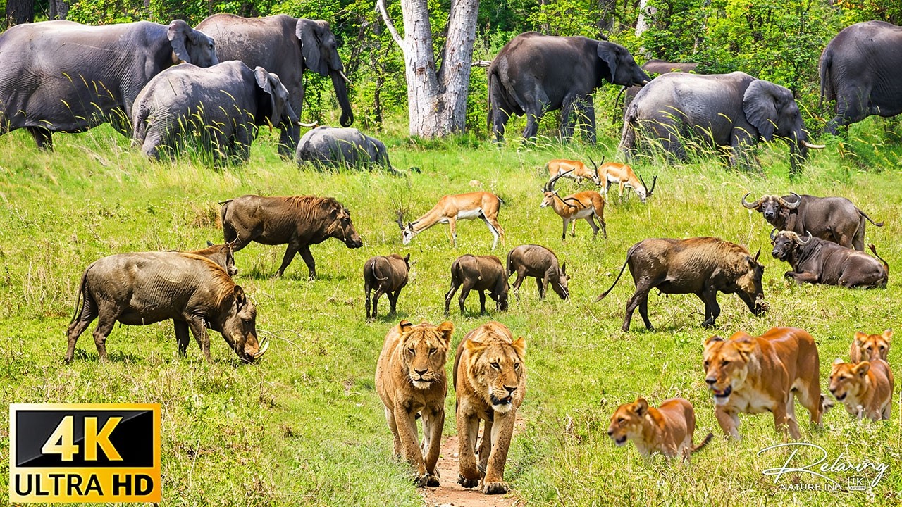 4K African Wildlife: Amazing Animal Behaviours Caught on Spy Camera of Etosha park With Real Sounds