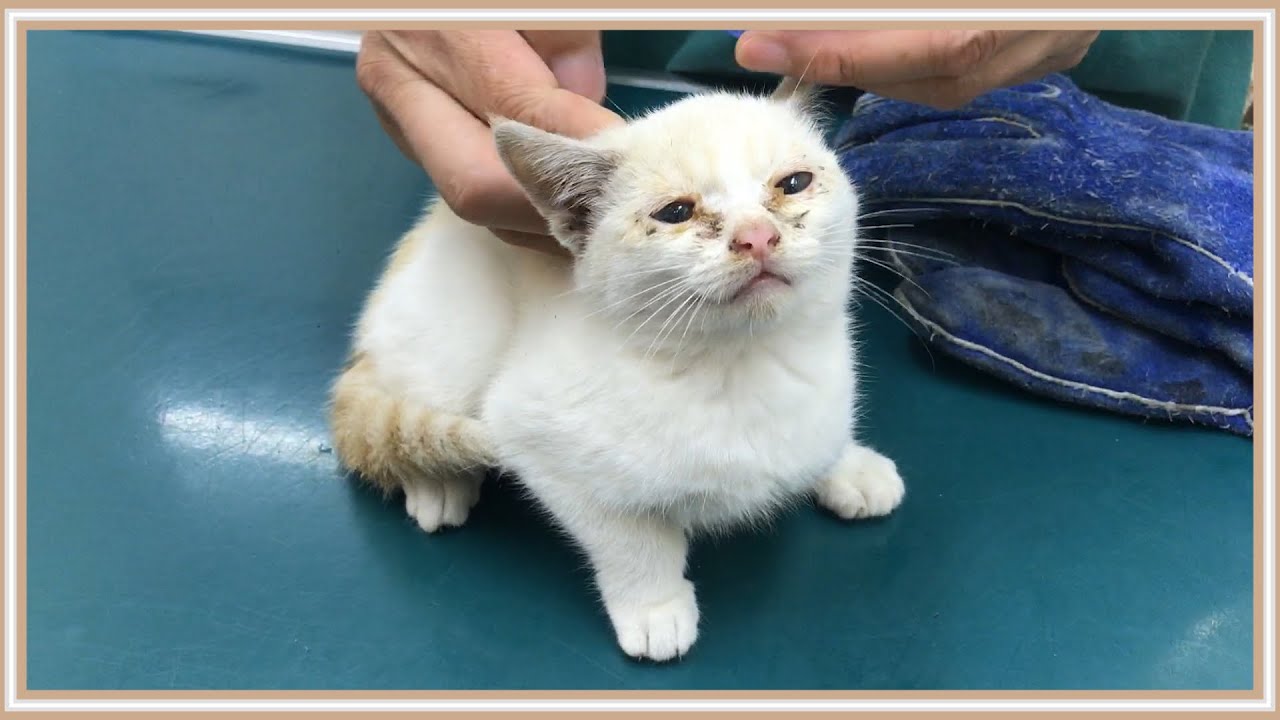 【感動】ボロボロの子猫を拾った…。数ヶ月後、先住猫たちはとうとうその子猫を受け入れた。