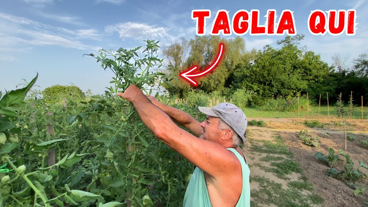 Ecco PERCH&Egrave; dovresti CIMARE i POMODORI