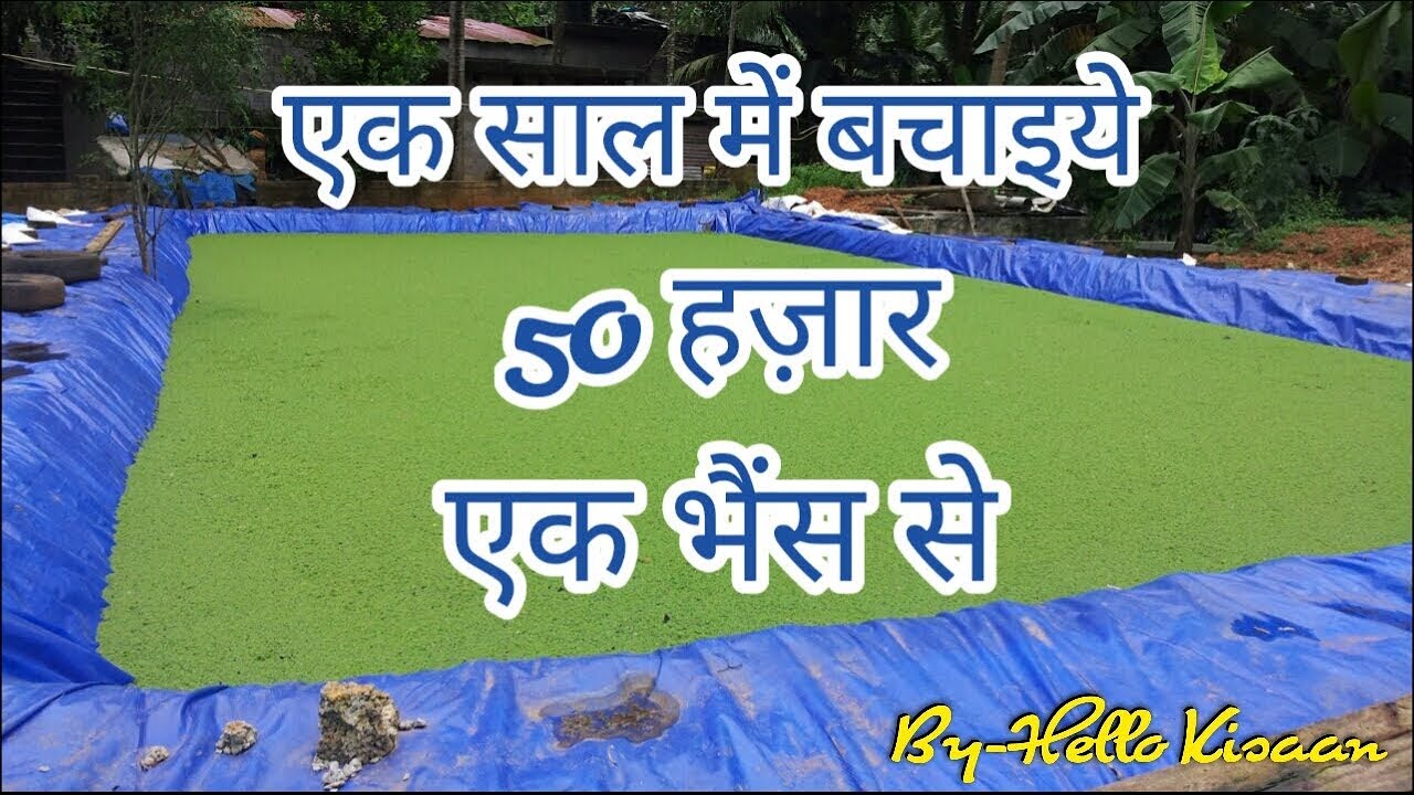 Azolla [अजोला] || Hello Kisaan [English Subs]