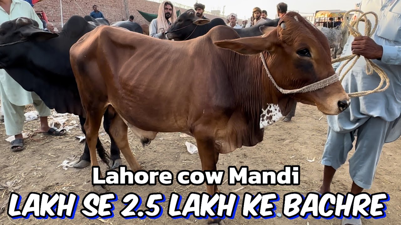 Lakh Se 2.5 lakh ke bachre | cow Mandi Lahore | qurbani 2024