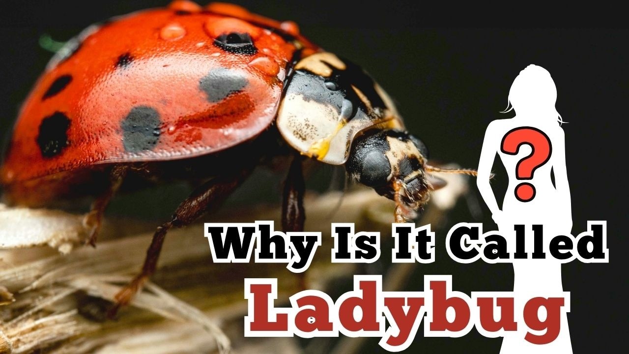 Why Is It Called Ladybug? The Surprising History Behind Its Name