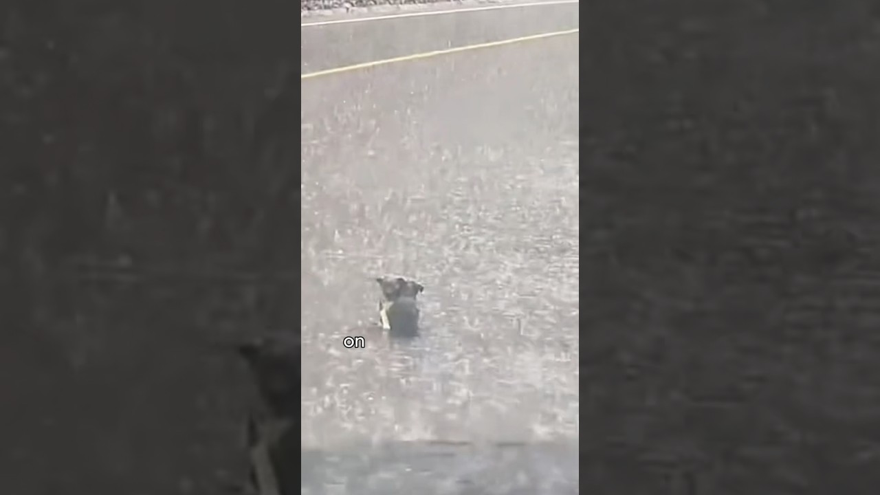 Two puppies snuggling with each other in the rain. #healing #puppyhood #puppy #cute #shortvideo