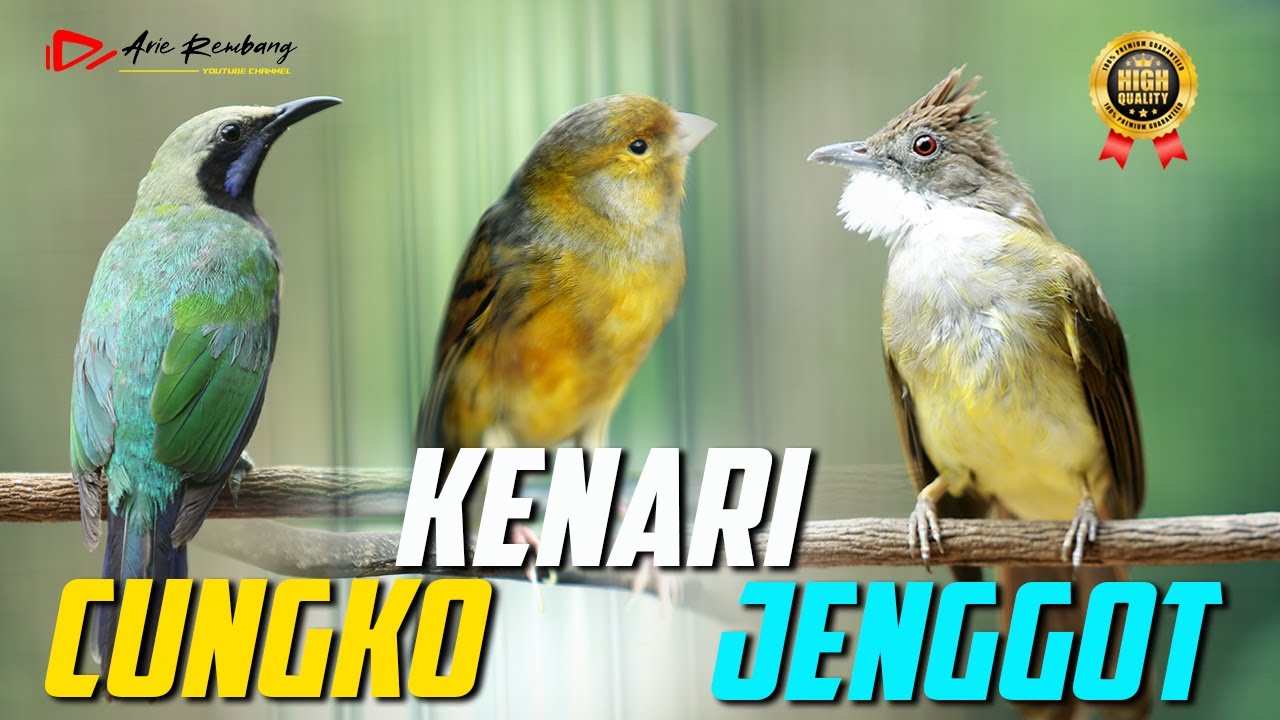 MASTERAN CUCAK JENGGOT _ KENARI _ CUCAK CUNGKO
