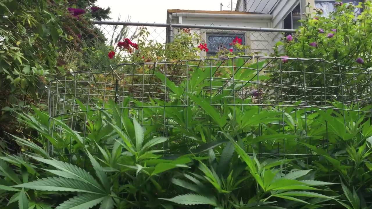 Outdoor marijuana Camelot kush bud cannabis weed flower low stress training super cropping part 2