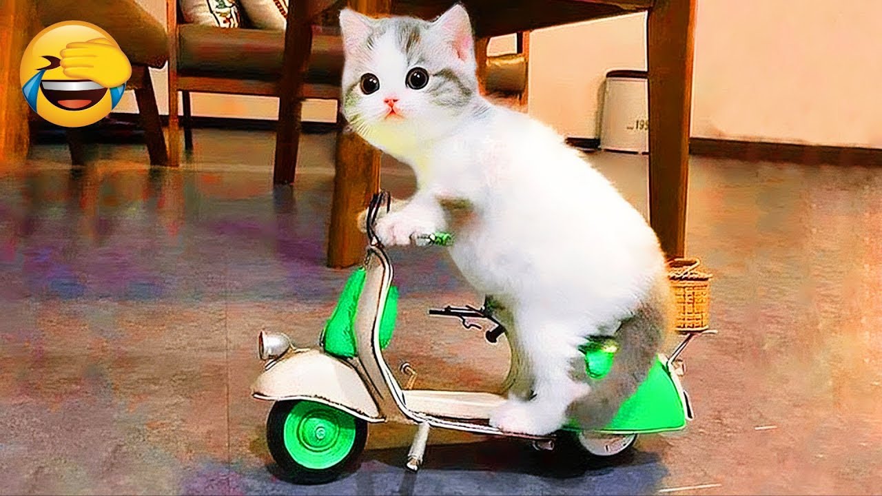 YOU LAUGHT YOU LOSE 😂 FUNNIEST CATS AND DOGS VIDEOS 2026 PART 1