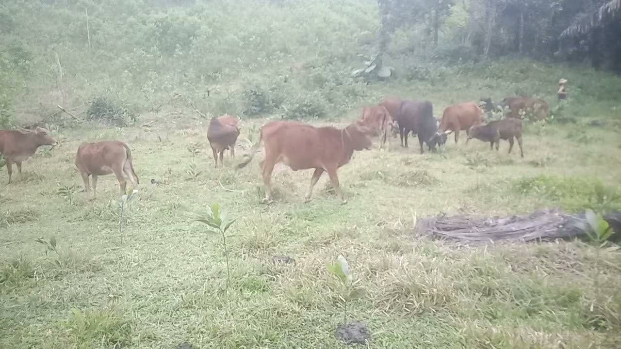 Đi chăn bò 
