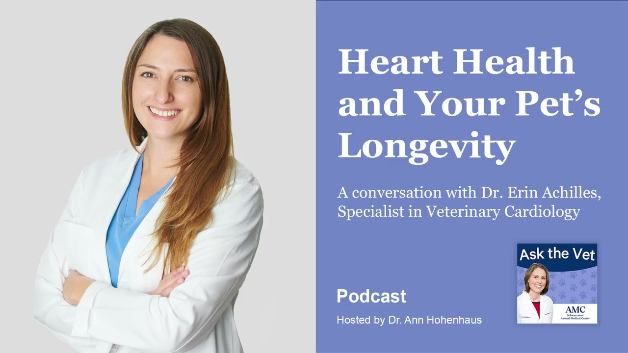 Heart Health and Your Pet's Longevity with Dr. Erin Achilles, Specialist in Veterinary Cardiology