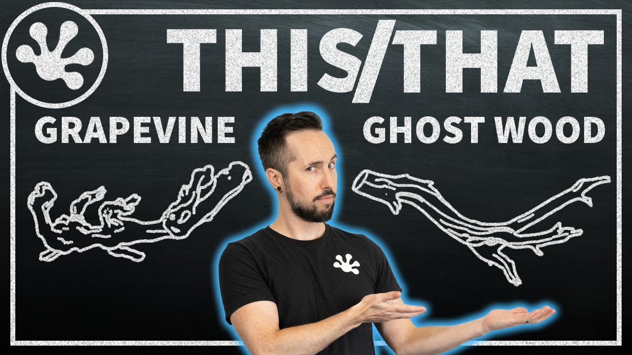 Does your reptile have the right wood? | Grapevine vs Ghost Wood Comparison - This or That?