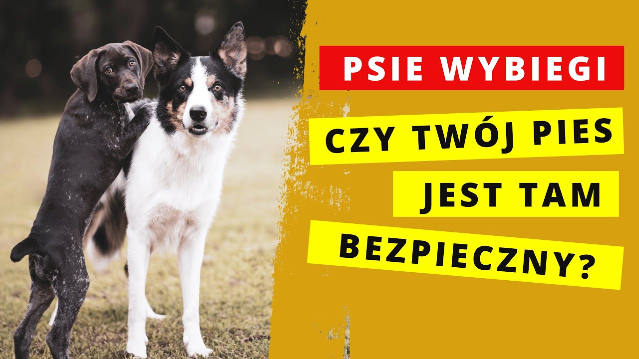 Czy wybiegi są bezpieczne dla ps&oacute;w?