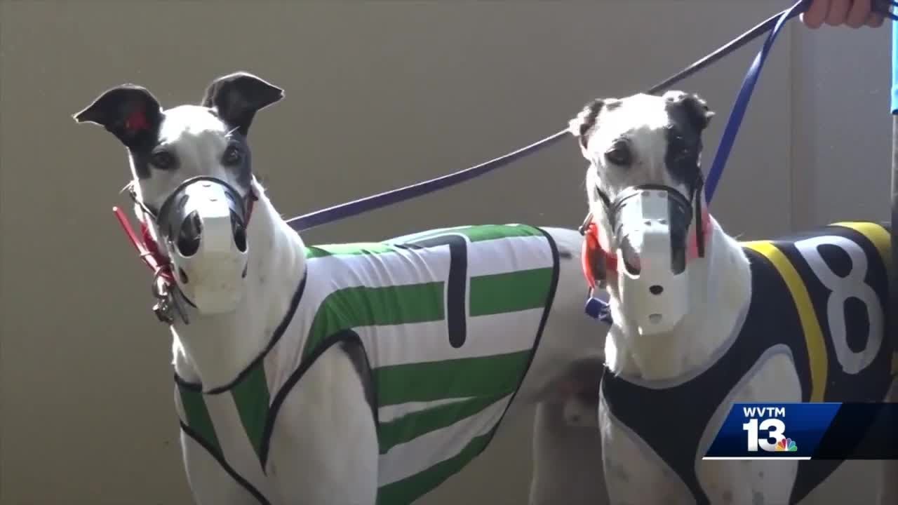 Greyhound racing is over at Birmingham Race Course