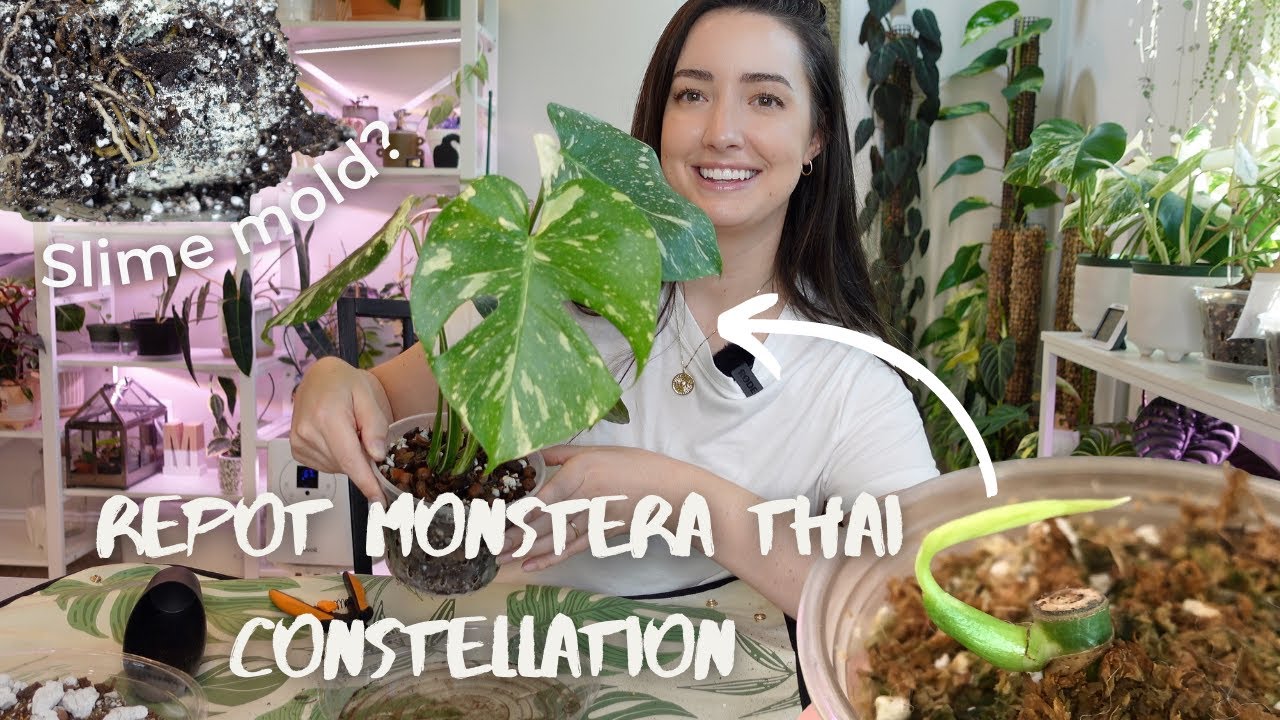 Repotting my Monstera Thai Constellation Grown from a Node | Slime mold in Soil