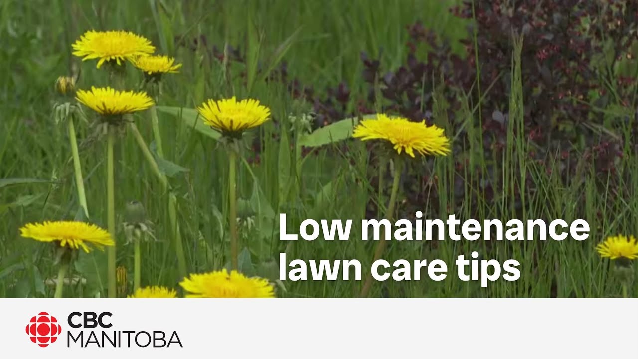 A low maintenance lawn with the help of native plants