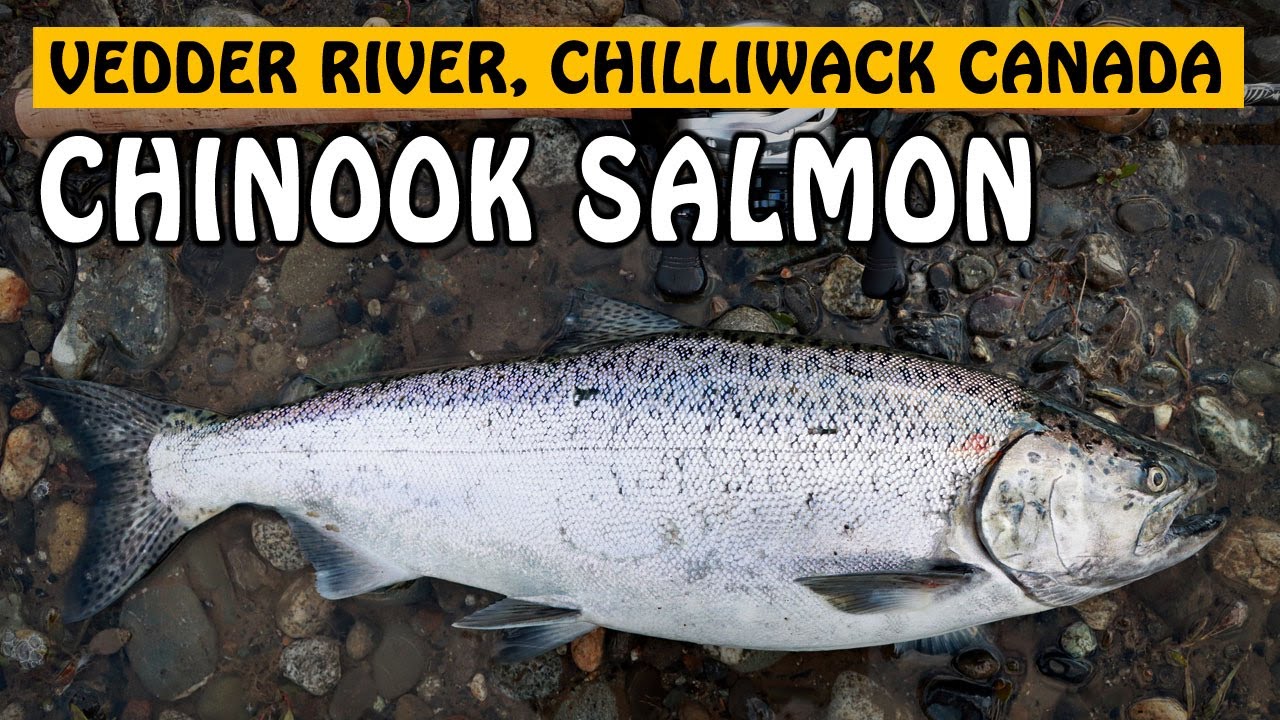 We Chased VEDDER RIVER CHINOOK SALMON For One Week | Fishing with Rod