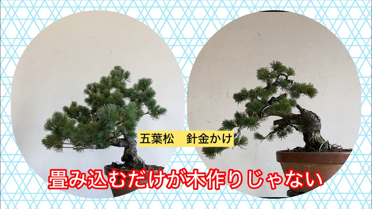 盆栽　五葉松　針金かけ　畳み込むは選択肢。正解とは限らない