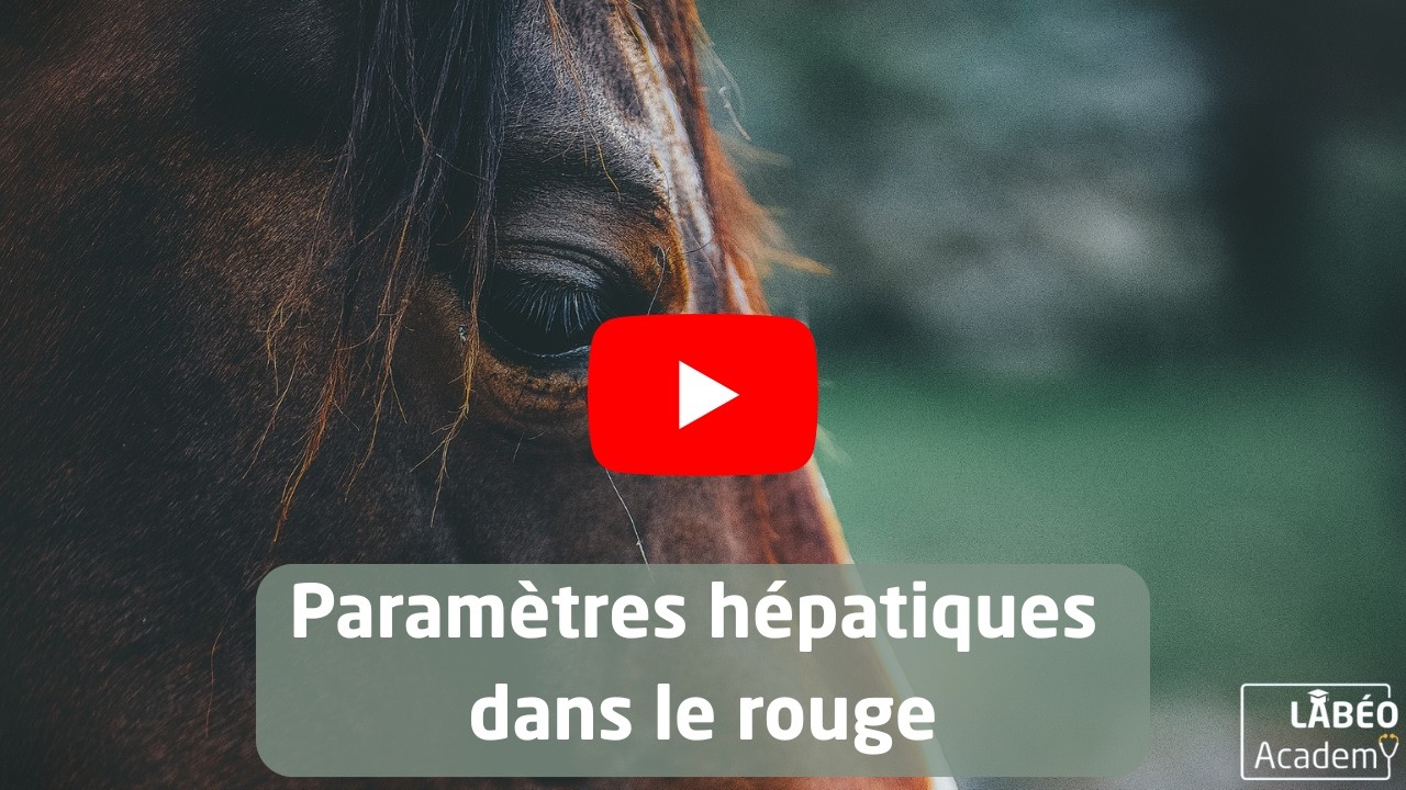 LABÉO Academy : Paramètres hépatiques dans le rouge : comment interpréter ? Que faire ?
