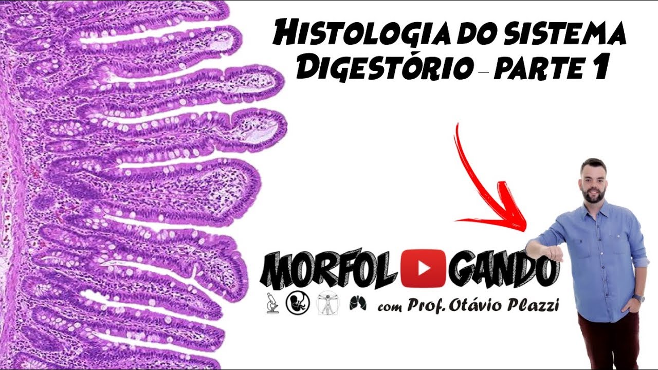 Histologia do Sistema Digestório: Parte 1/5 - Generalidades do Trato Digestório