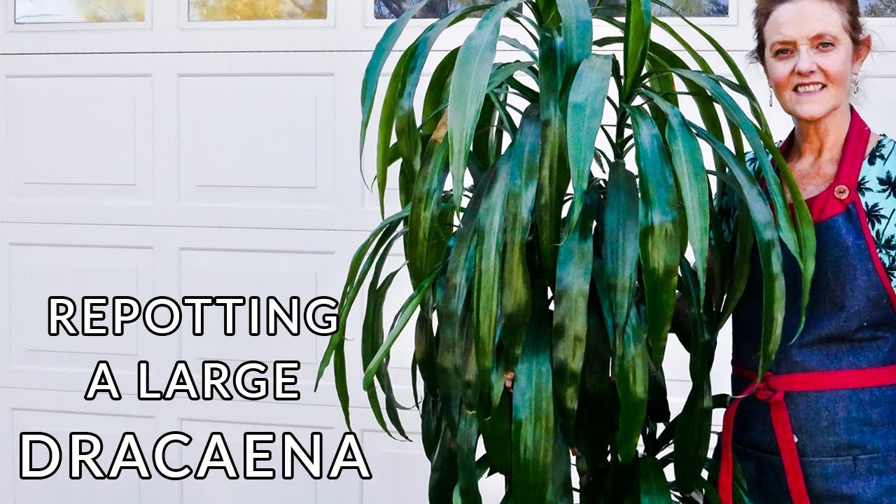 HOW TO REPOT A LARGE DRACAENA / JoyUsGarden
