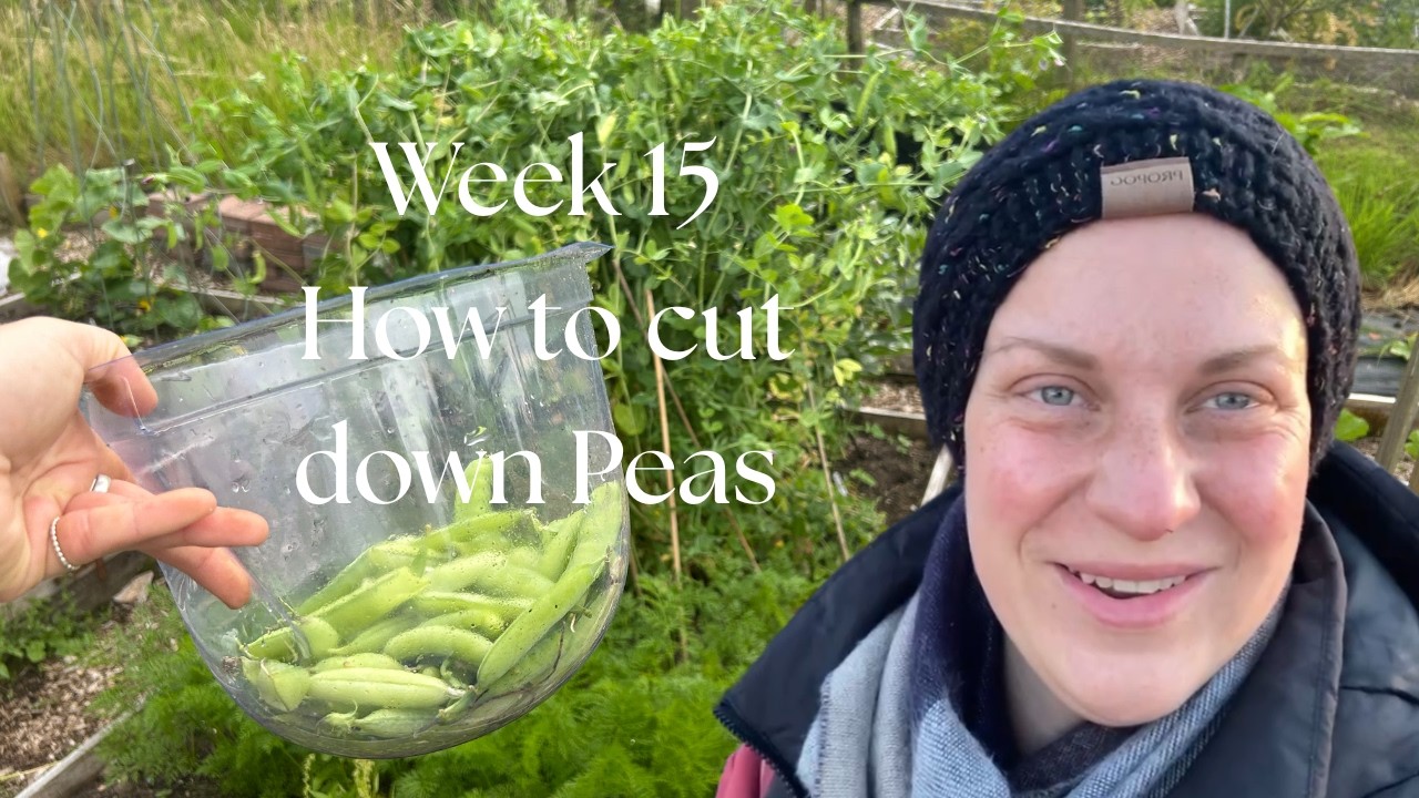 The Joys of the Allotment |wk15| picking progress