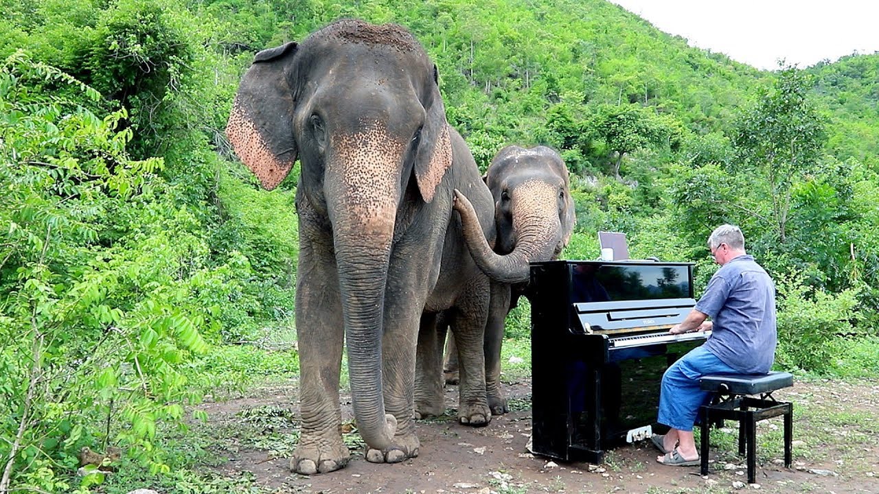 Mayumi Kato &ldquo;Language of Flowers&rdquo; for Elephants - Lidia Baich, violin, Paul Barton, piano
