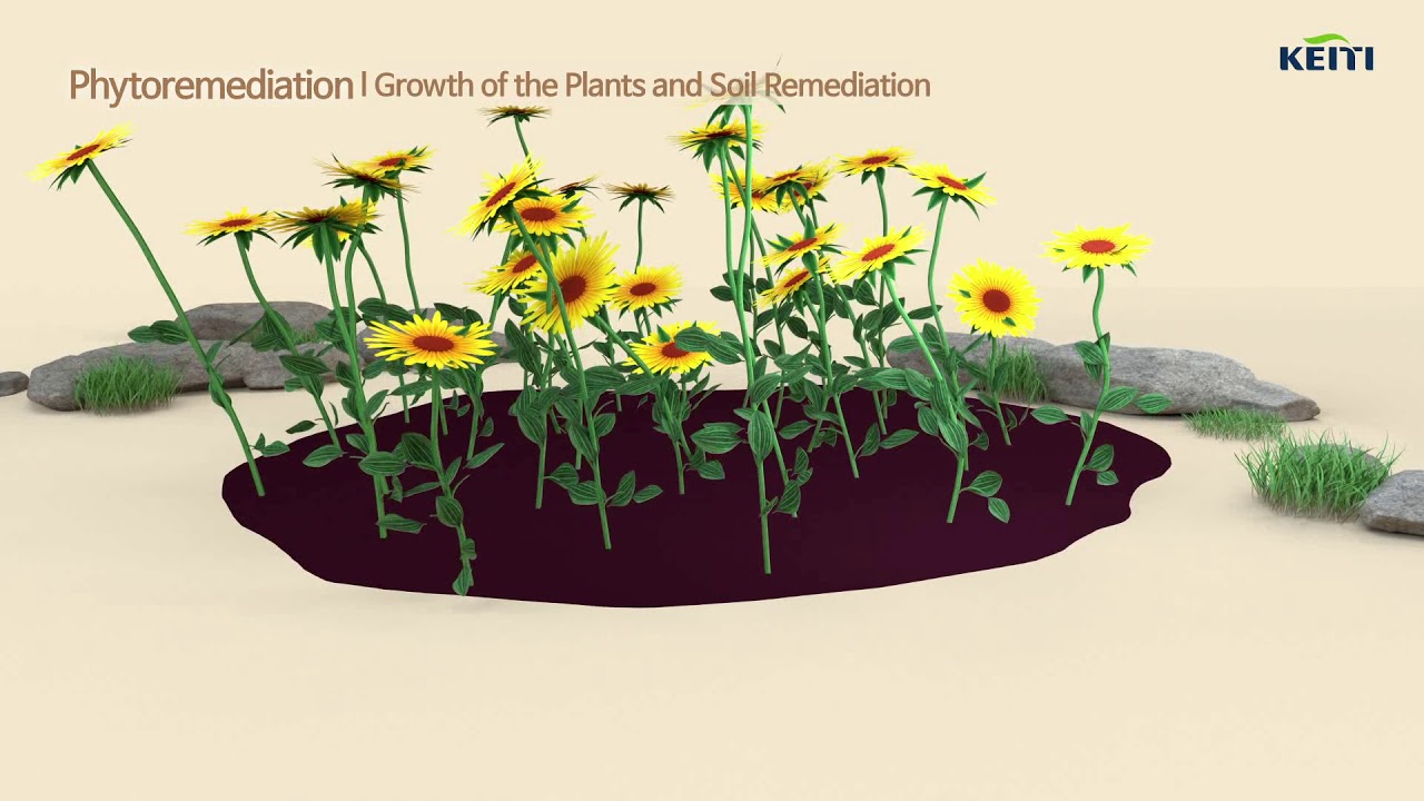 Soil Remediation Technology_Phytoremediation