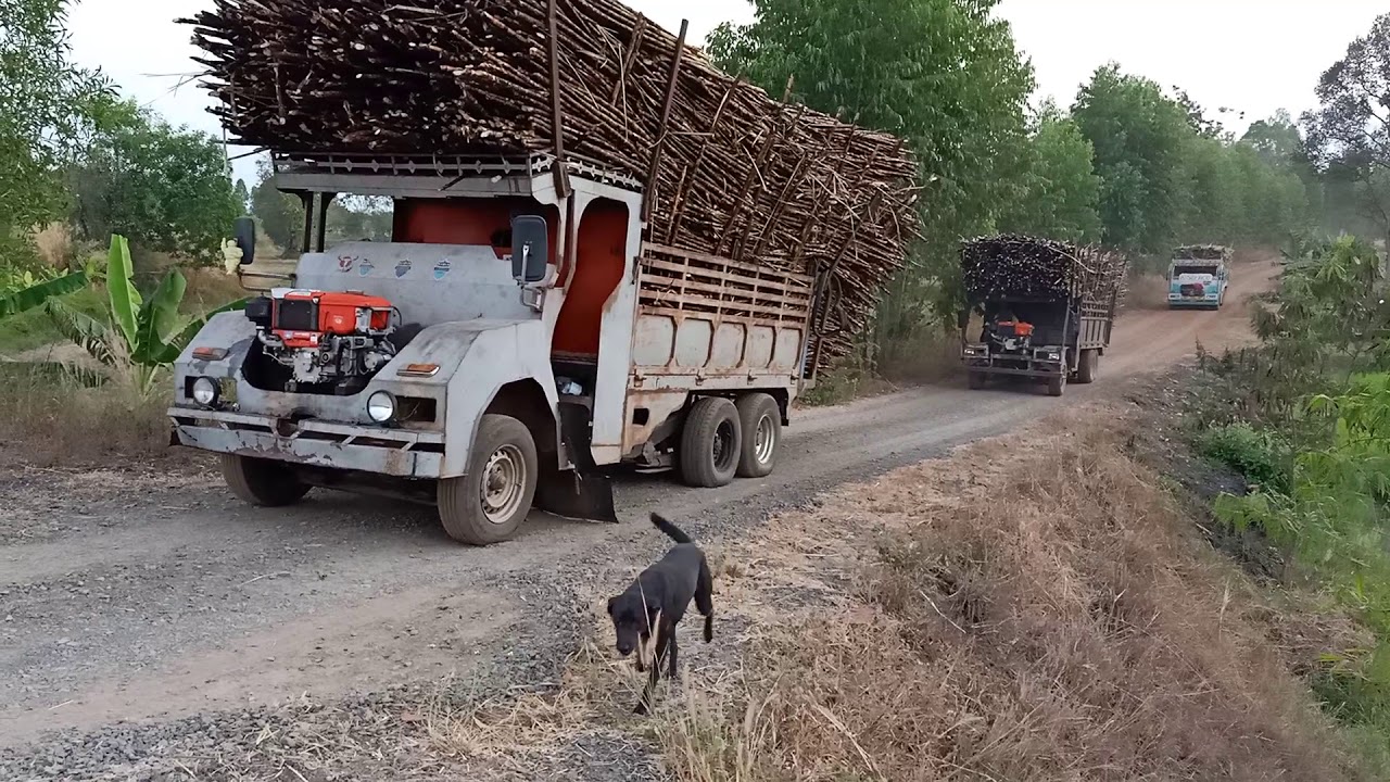 รถอีแต๋นบรรทุกอ้อยขึ้นทางชันๆ คันสุดท้ายขึ้นไม่รอด