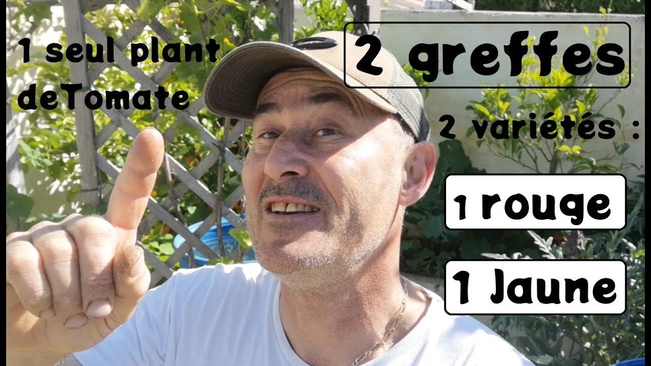 Double greffe sur un seul pied de tomate chez botanic® DZprod Jardin
