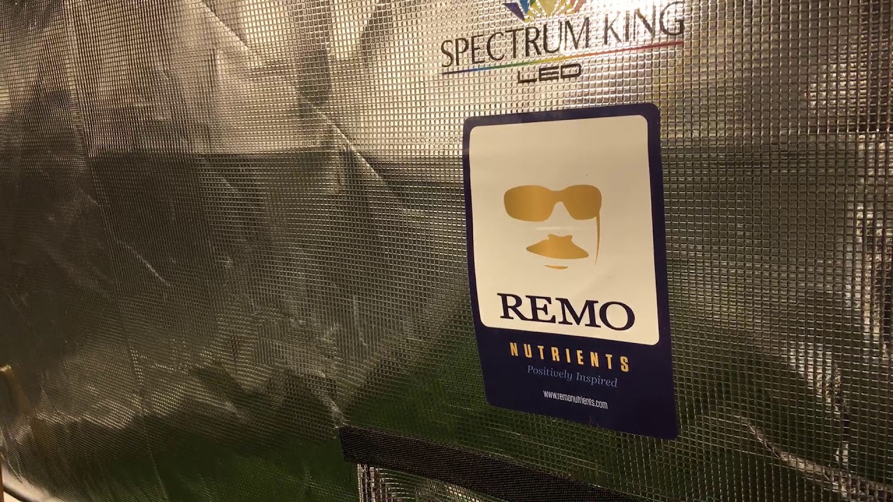 Growing Cannabis: Week 10 of Veg