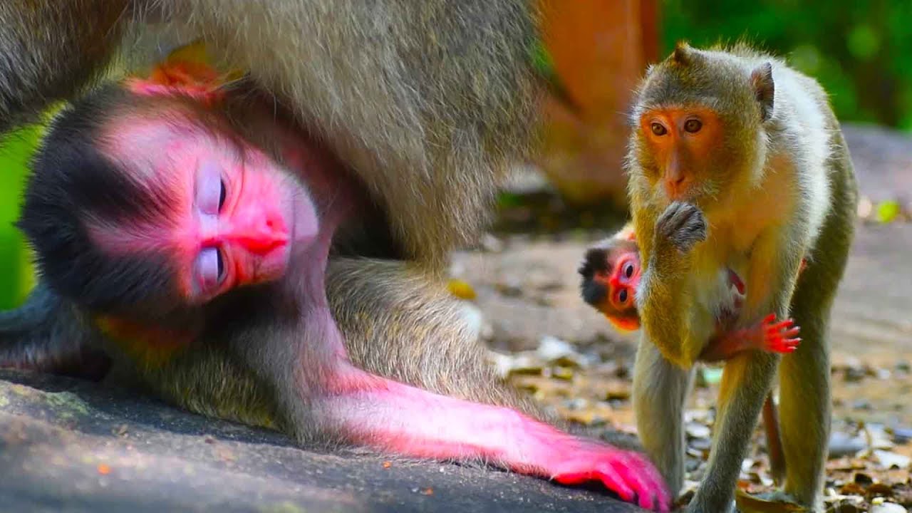 Cute wild monkey baby very active to hug mom go to find food