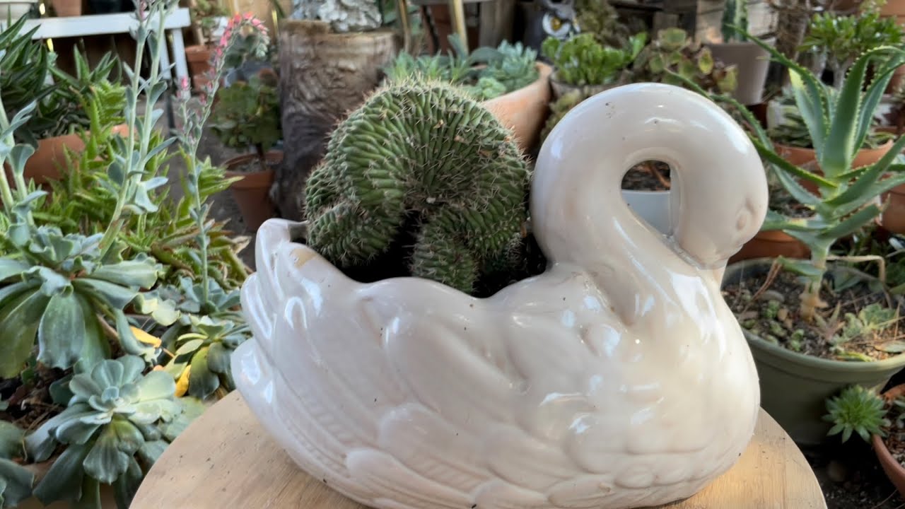 Mi colección de suculentas crestadas y Cactus monstruosos 💚🌵🪴#micoleccióndecrestadasymontruoso