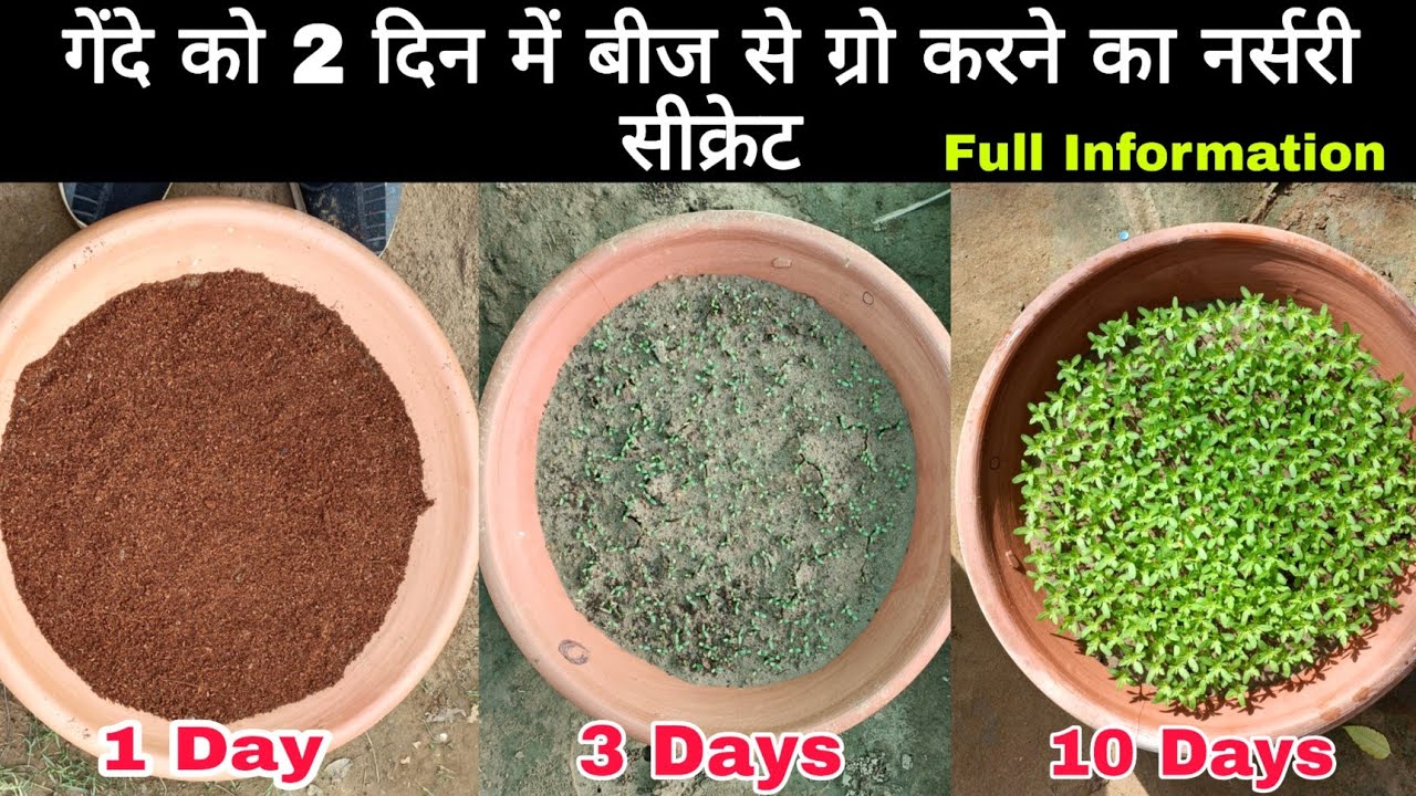 गेंदे को बीज से Grow करने का नर्सरी सीक्रेट ।। Grow marigold From Seeds , 100% Germination