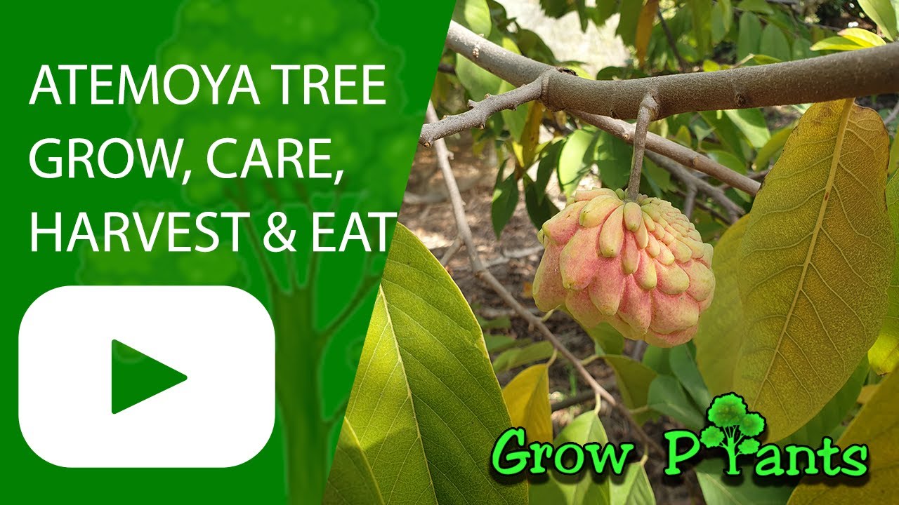 Atemoya tree – grow, care, harvest & eat (Annona atemoya)