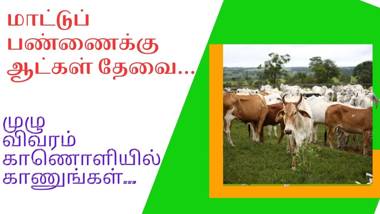 மாட்டுப் பண்ணையில் வேலை வாய்ப்பு |தங்குமிடம் இலவசம்|cow farm work