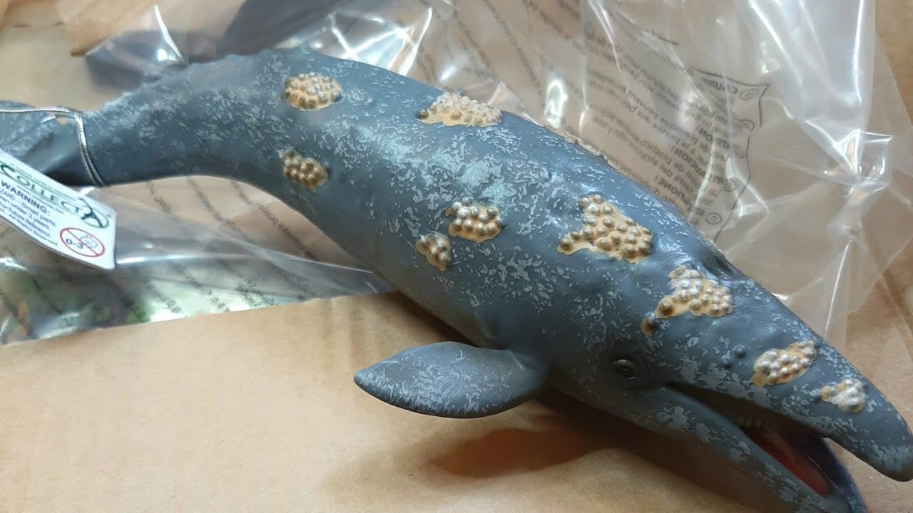 CollectA 2018 grey whale unboxing and figure review