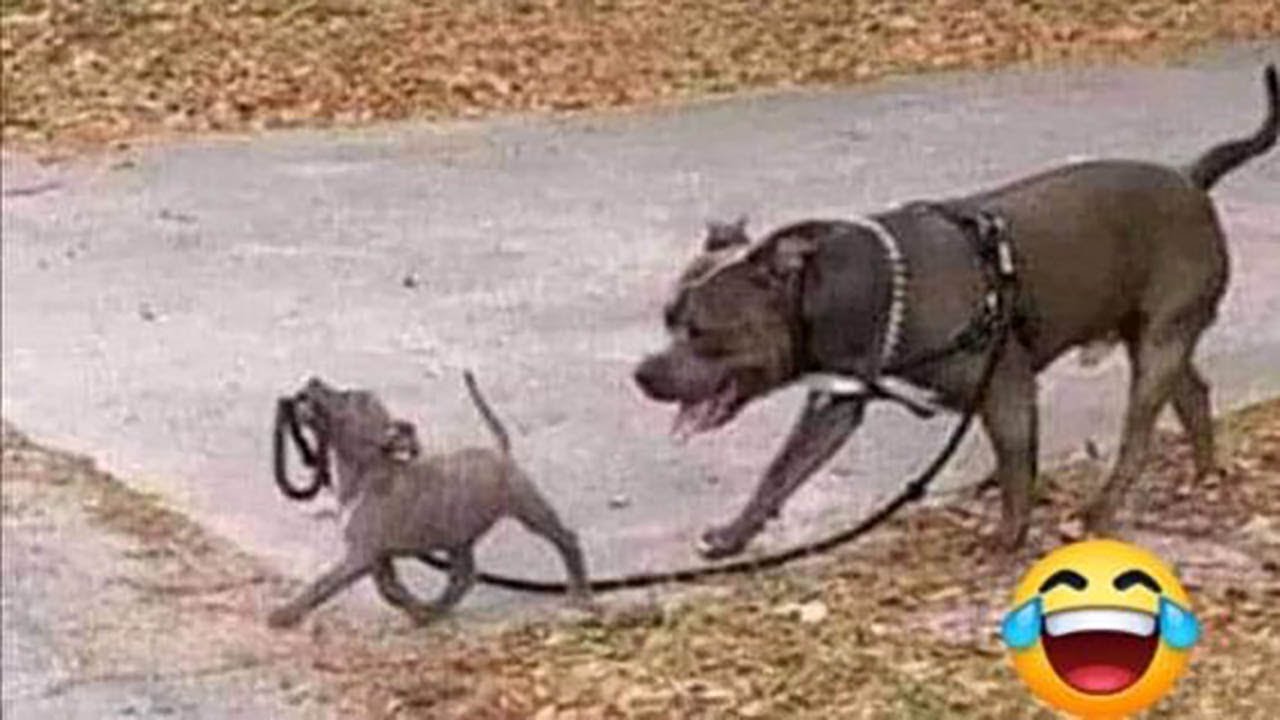 Funny and cute BABY ANIMAL videos in families KiKi that love animals