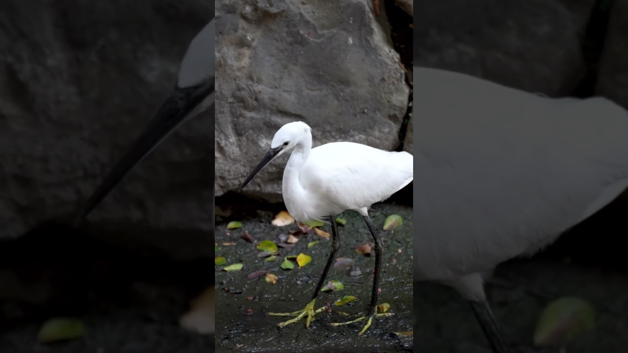 Little egret #littleegret #birds