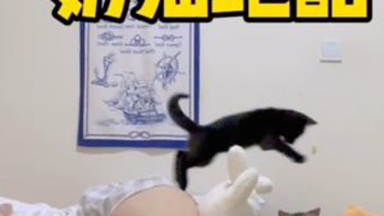 每一个熊孩子背后都有一个紧闭双眼的家长#我把我的猫养大啦 #每个生命都应该被尊重 #哈基米 #捡了个猫 #卷耳猫花卷