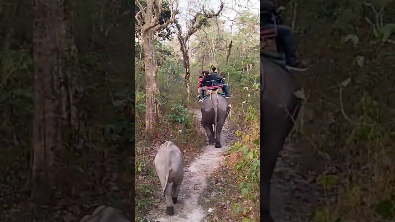 Elephant Safari With Baby Elephant#dooars #northbengal #travelguide #jaldaparanationalpark
