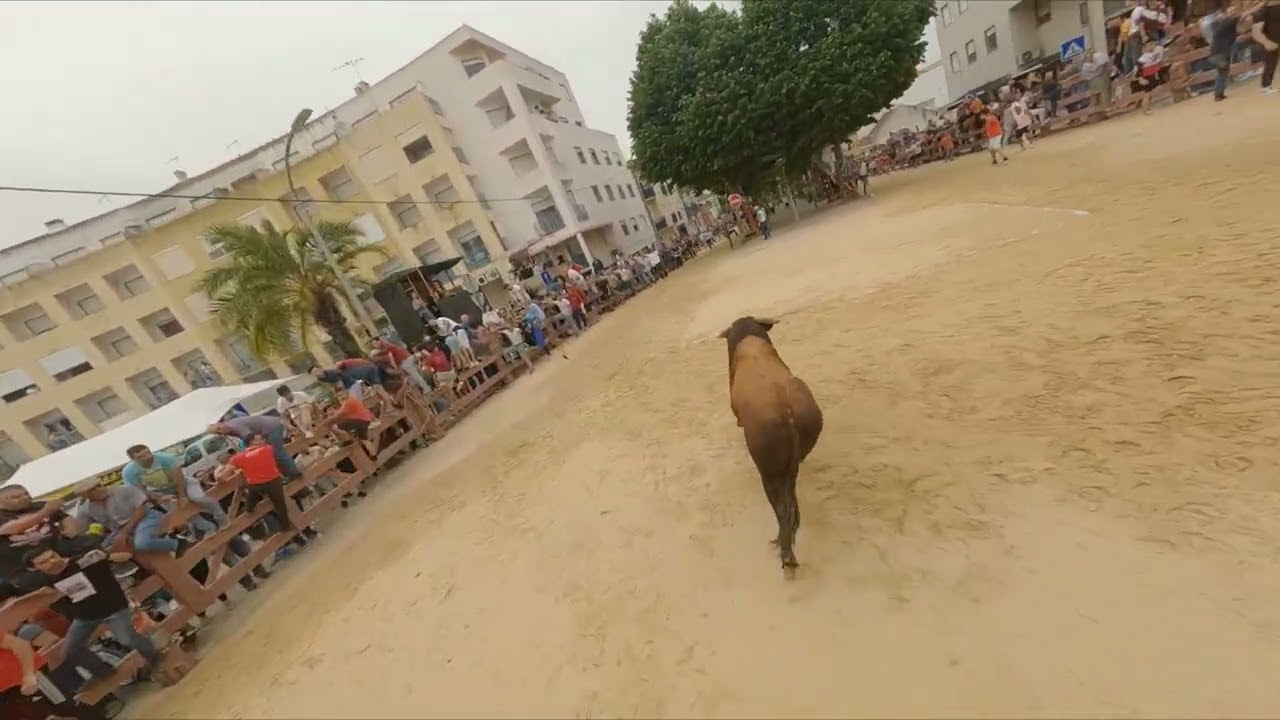 Sou da Moita, terra de gente afoita e aficionada