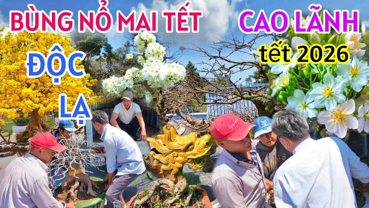 HỎI GIÁ HOA KIỂNG CHỢ HOA XUÂN CAO LÃNH TẾT 2026 ĐỘC LẠ MAI TRẮNG GIÁ RẺ, BÙNG NỔ XÓM MAI VÀNG 10 TỈ
