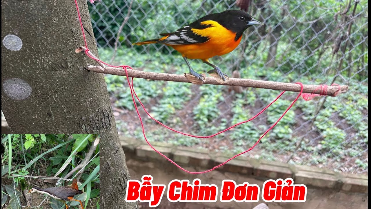 Cách Làm Các Loại Bẫy Chim Trên Cây và Dưới Đất #birdtrap #baychim /Du Cửa Khâu Tv
