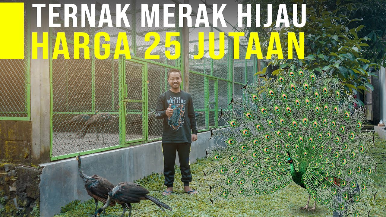 Perjuangan Ternak Merak Hijau Paling Indah dan Langka Harganya Puluhan Juta Satu Pasang