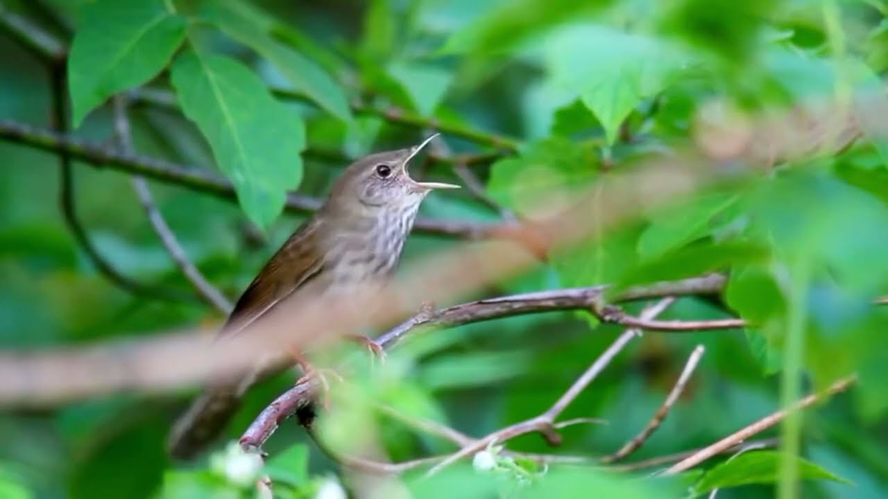 river warbler calls! 🐦