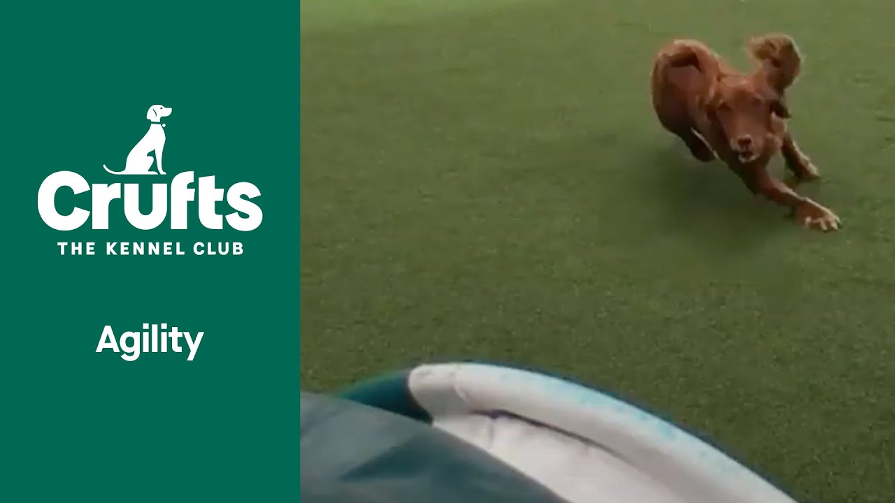 WOW MOMENT | James and Willow Smash It!! | ​Crufts 2022
