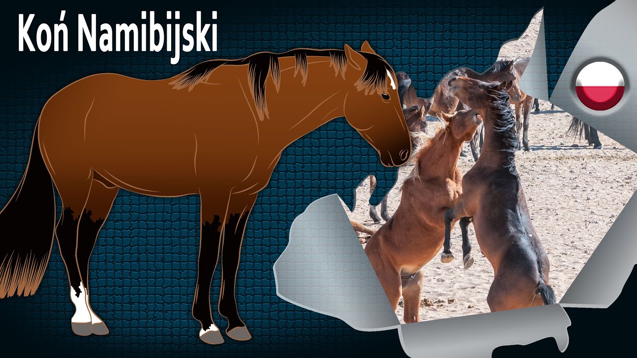 Koń Namibijski, uważany za symbol nieograniczonej wolności, Rasy koni