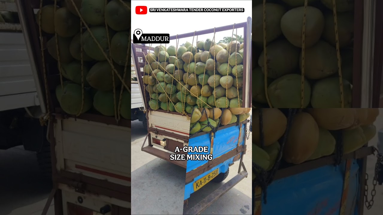 A grade size mixing tender coconut's, #maddur #mandya #banglore #karnataka