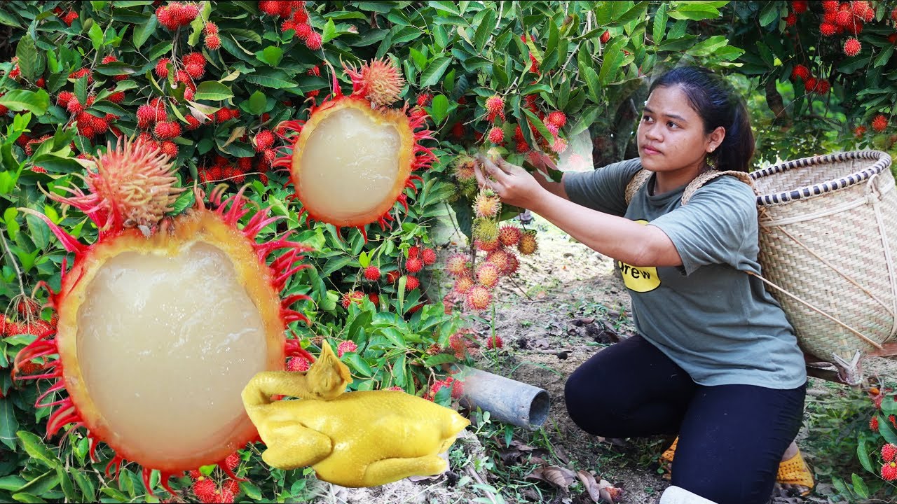 Harvest VIETNAM RAMBUTAN FRUIT and cook MIXED CHICKEN WITH RAMBUTAN FRUIT - NHUNG FARMER LIFE