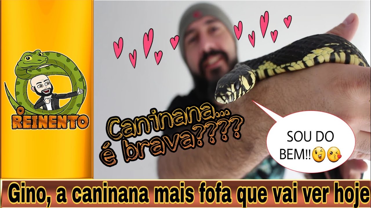 GINO, A CANINANA MAIS FOFA QUE VOCÊ VAI VER HOJE