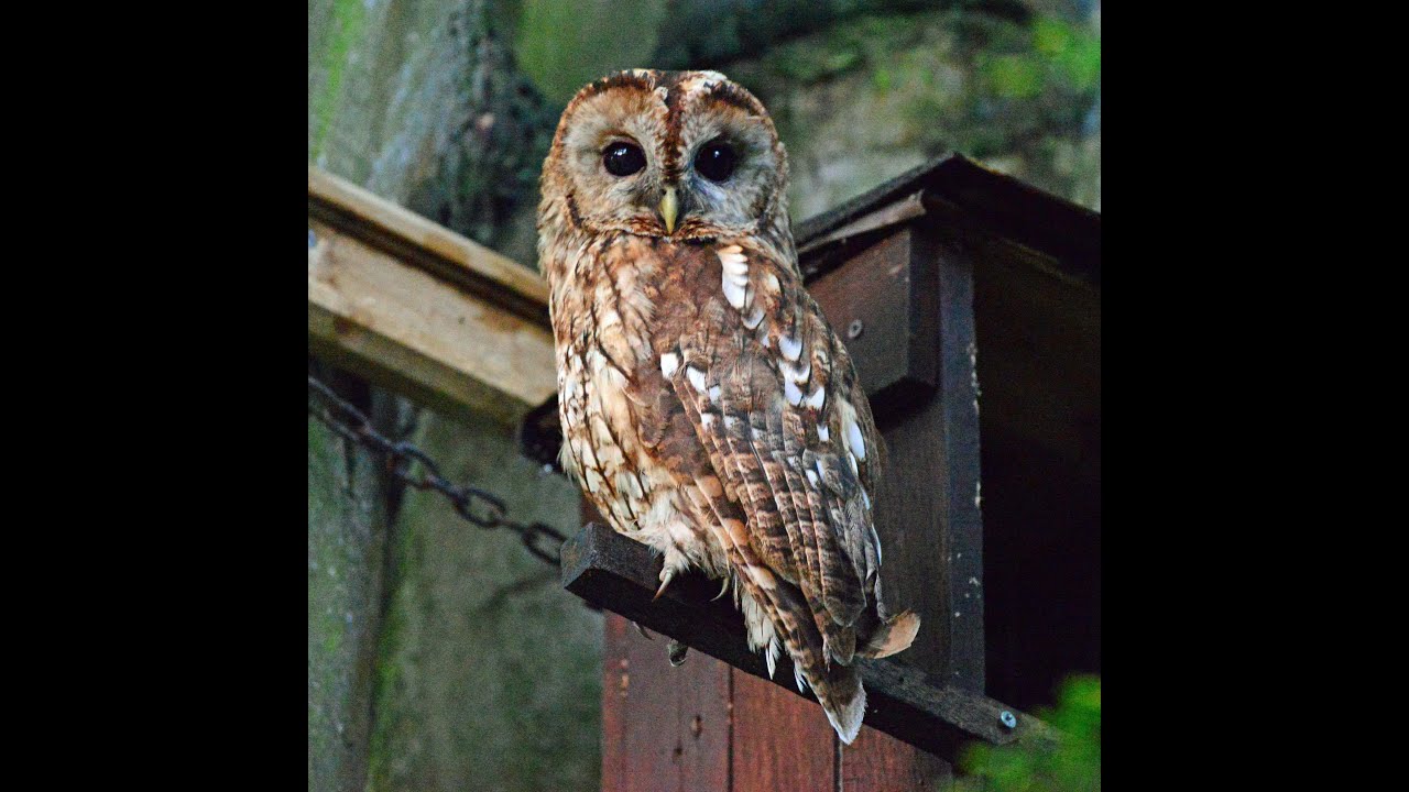 Tawny Owl Checking Out Her Nest